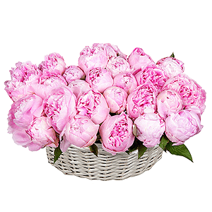 Пион розовый - 25, Корзина средняя, Оазис