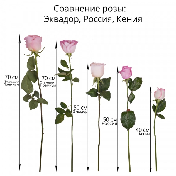 Роза Эквадор красная 70 см - 7, Лента