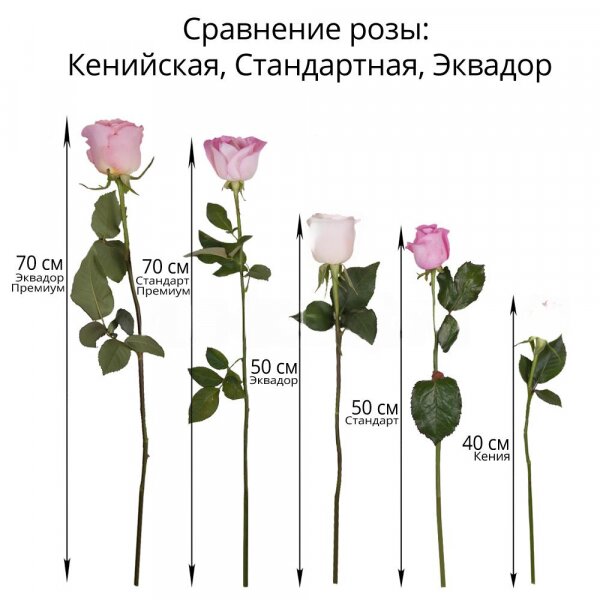 Роза Эквадор желтая 50 см - 7, Современная упаковка, Лента