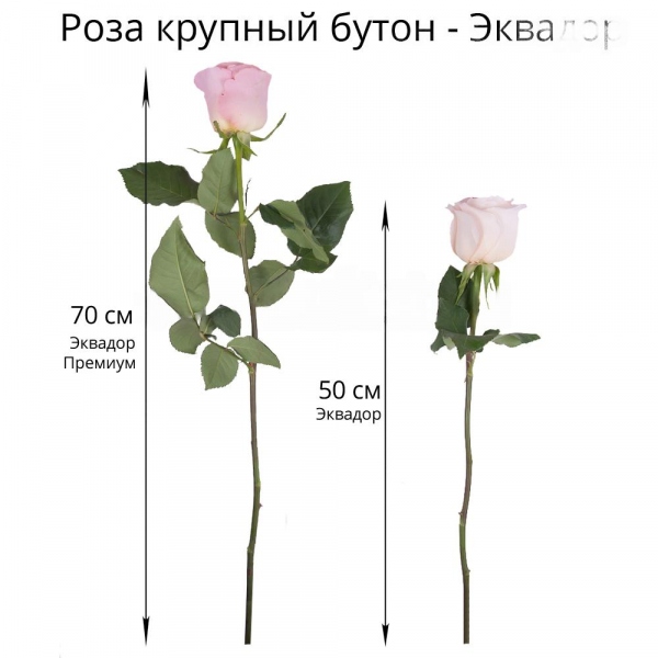 Роза Эквадор розовая 50 см  - 15, Современная упаковка