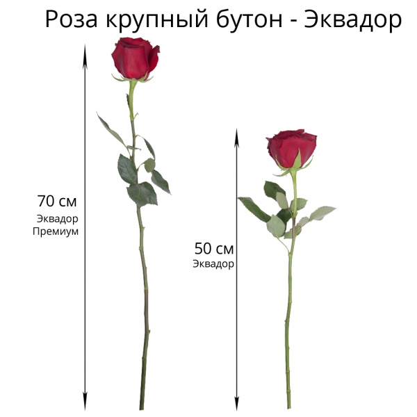 Роза Эквадор красная 70 см - 75, Современная упаковка