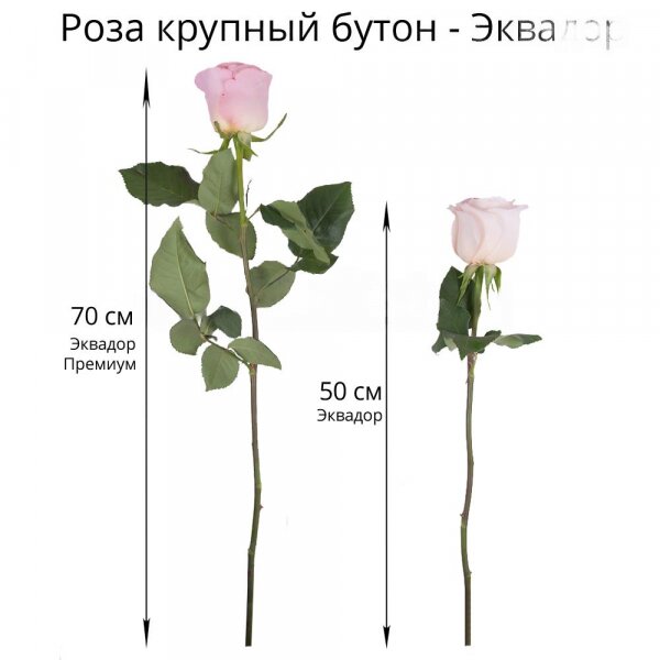 Роза Эквадор красная 70 см - 56, Роза Эквадор белая 70 см  - 55, Роза Эквадор розовая 70 см  - 50, Лента