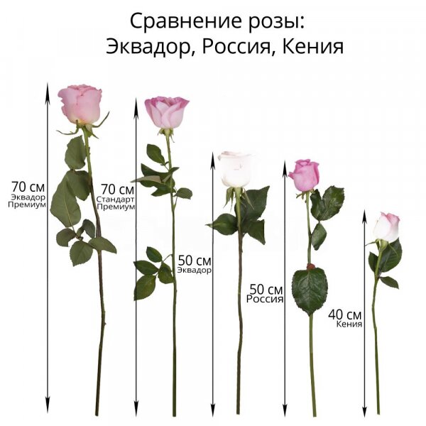 Роза Эквадор красная 70 см - 56, Роза Эквадор белая 70 см  - 55, Роза Эквадор розовая 70 см  - 50, Лента